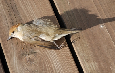 Død fugl
